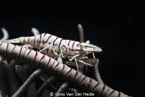 White Crinoid Shrimp by Goos Van Der Heide 